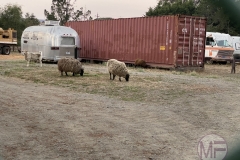 Sheep in Olema Campgrouns
